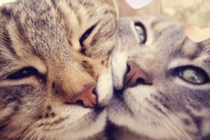 cats, Kissing