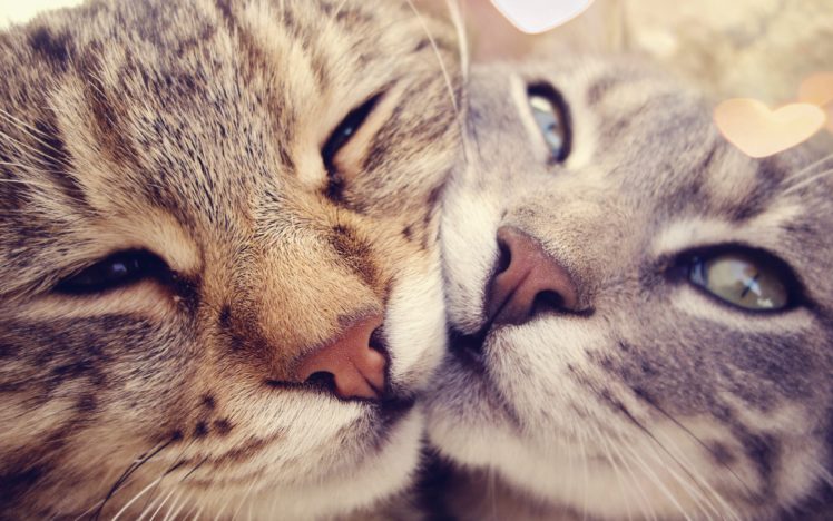 cats, Kissing HD Wallpaper Desktop Background