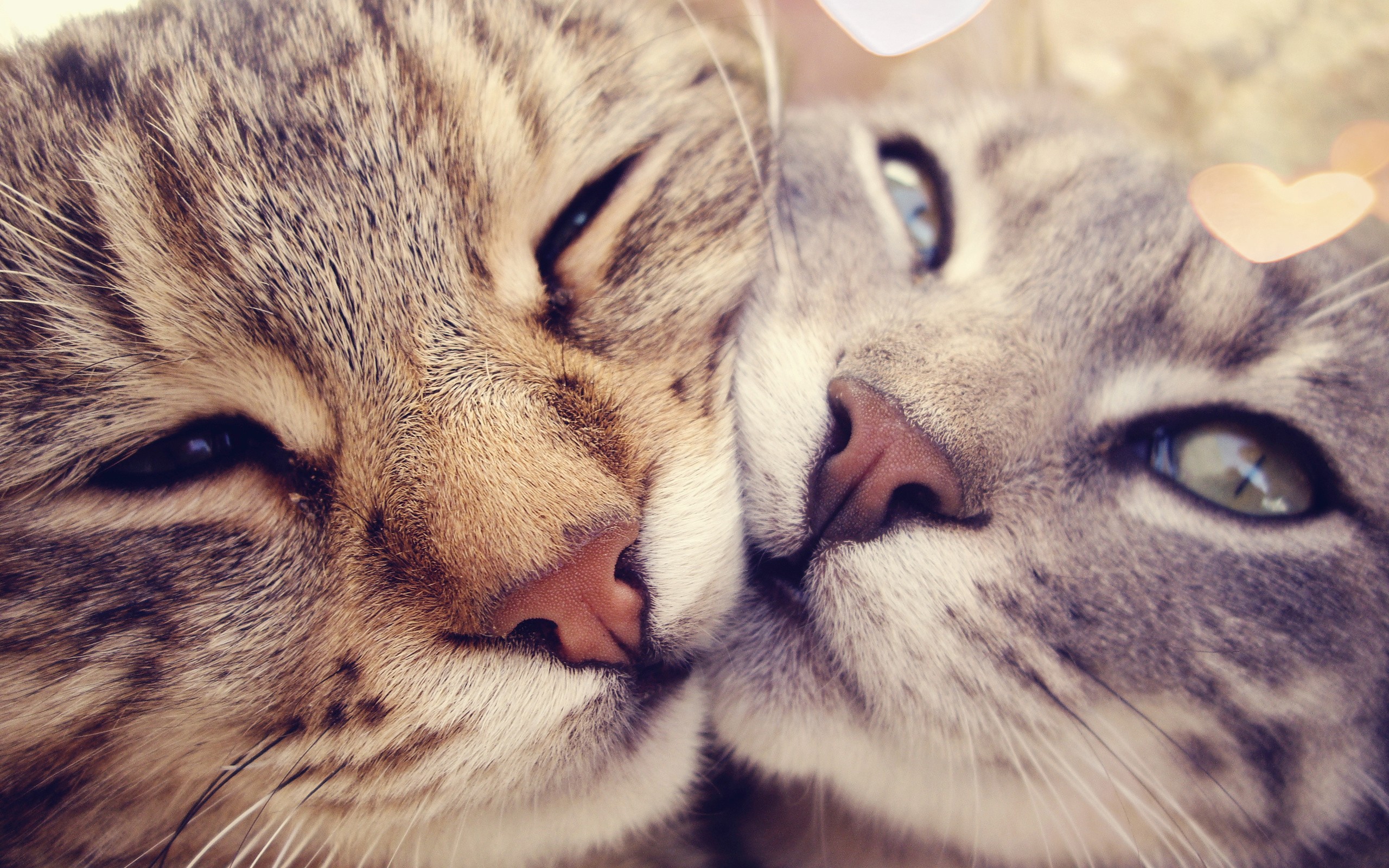 cats, Kissing Wallpaper