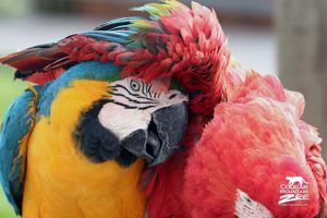 best friends, Birds, Macaws, 4000×2500