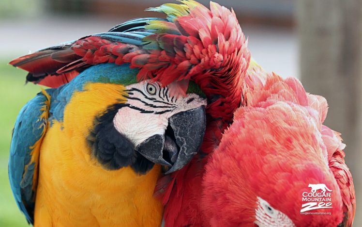 best friends, Birds, Macaws, 4000×2500 HD Wallpaper Desktop Background