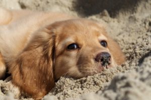 dog, And, Sand