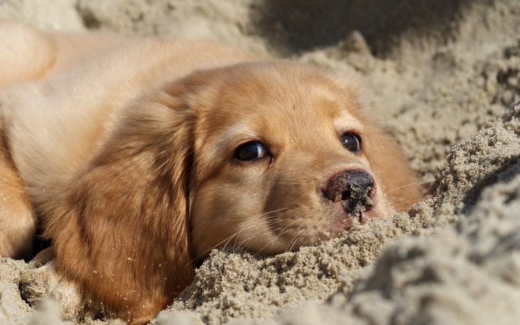 dog, And, Sand HD Wallpaper Desktop Background