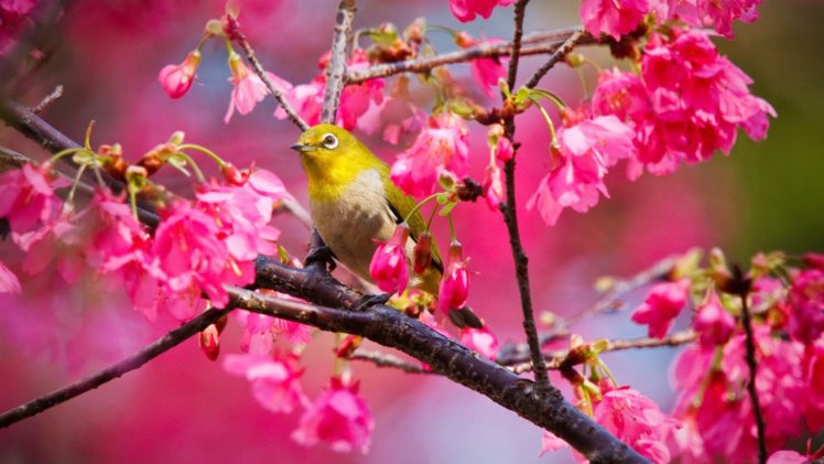 nature, Birds HD Wallpaper Desktop Background