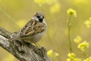birds, Sparrow, Eatmylimbs