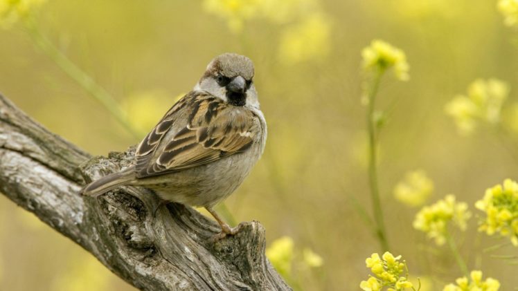 birds, Sparrow, Eatmylimbs HD Wallpaper Desktop Background