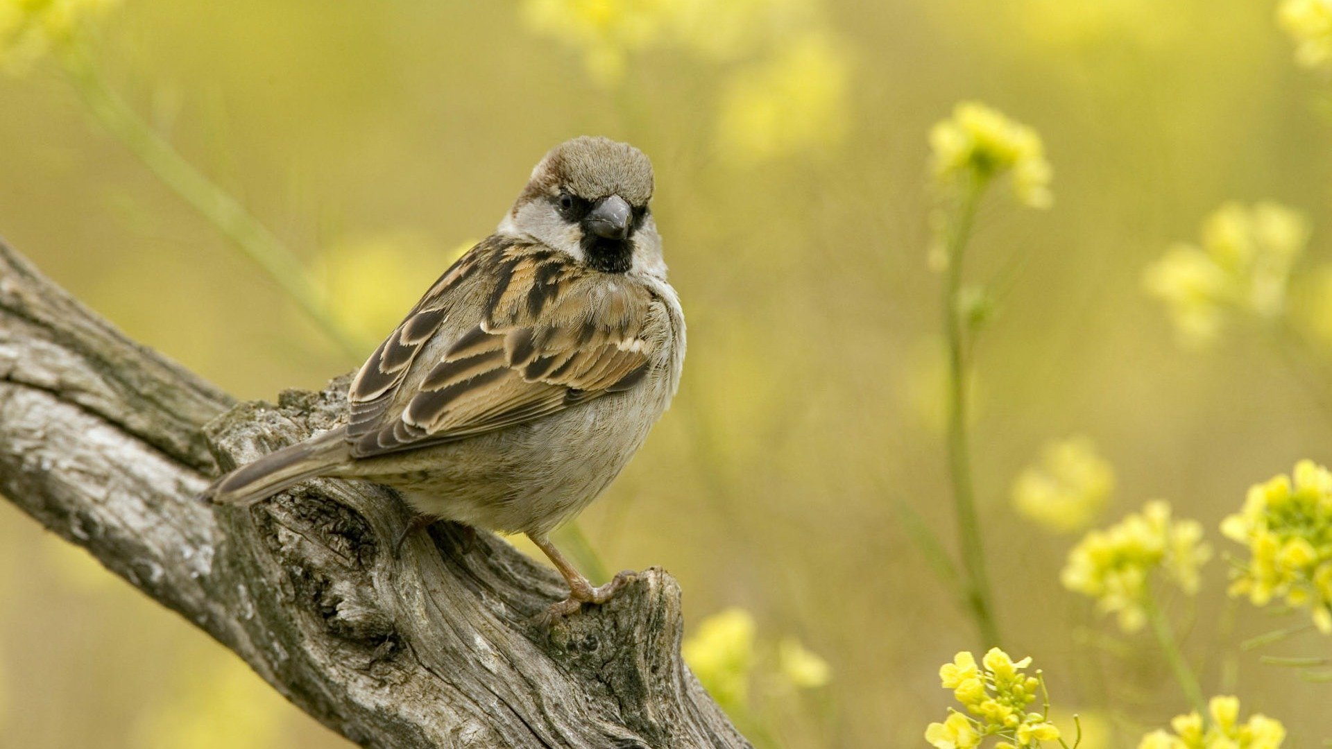 birds, Sparrow, Eatmylimbs Wallpaper
