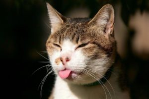 cats, Animals, Tongue, Macro