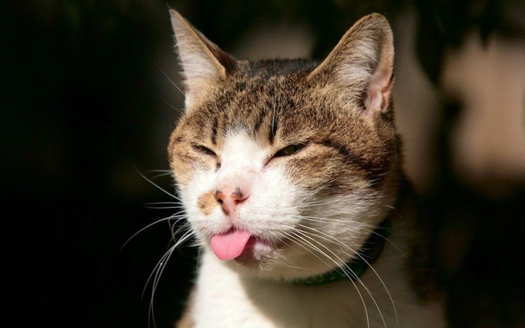 cats, Animals, Tongue, Macro HD Wallpaper Desktop Background
