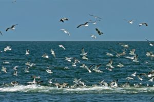 seagulls, Oceans