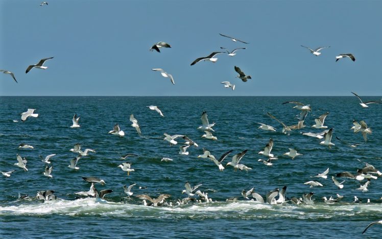 seagulls, Oceans HD Wallpaper Desktop Background