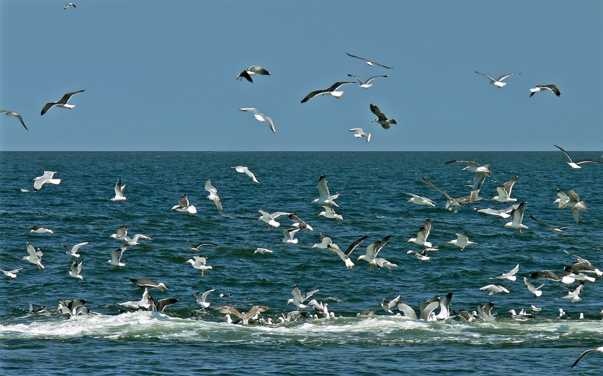 seagulls, Oceans Wallpaper