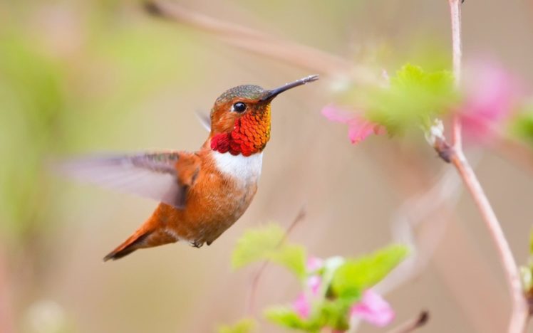 birds, Hummingbirds HD Wallpaper Desktop Background