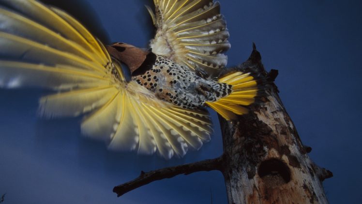 alaska, Flight, Woodpecker HD Wallpaper Desktop Background