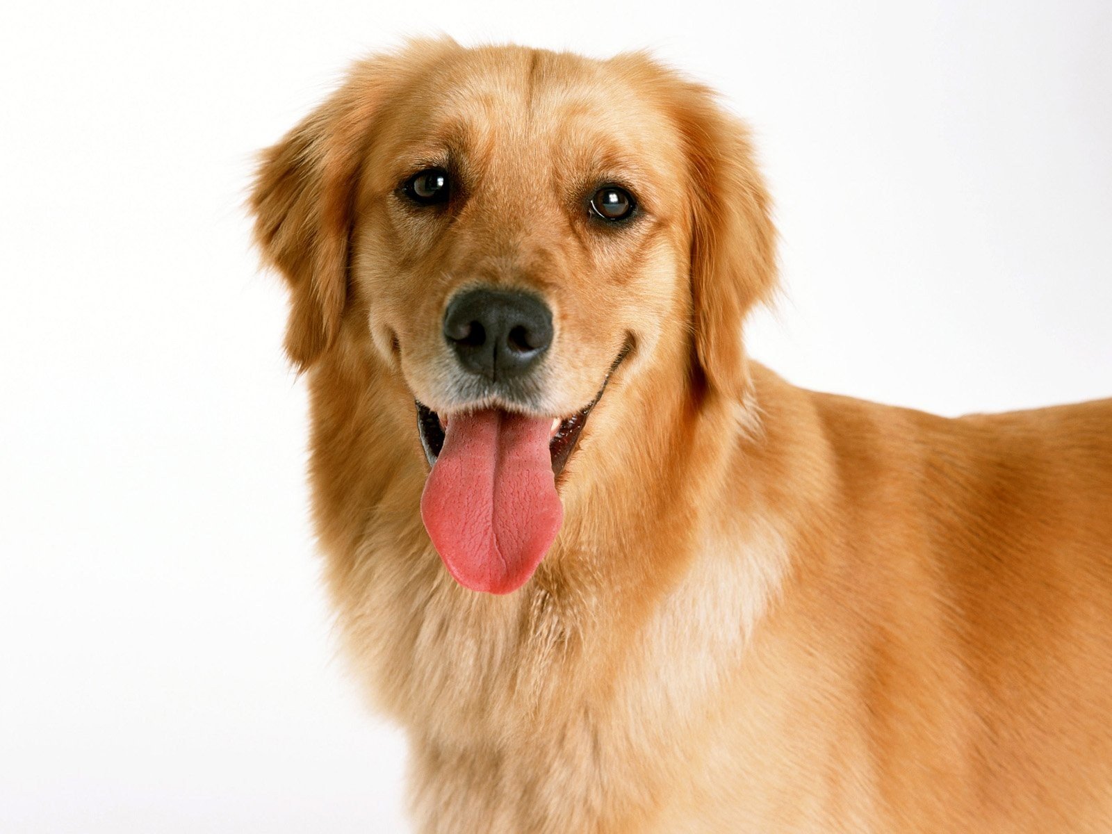 dogs, Tongue, Golden, Retriever Wallpaper