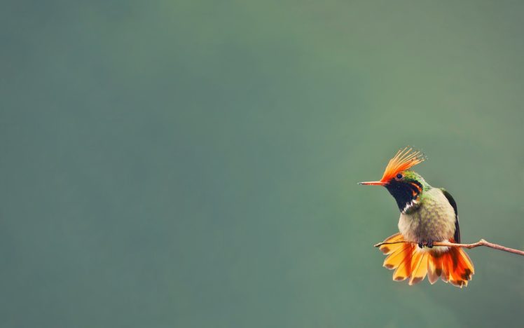 bird, Hummingbird, Branch HD Wallpaper Desktop Background