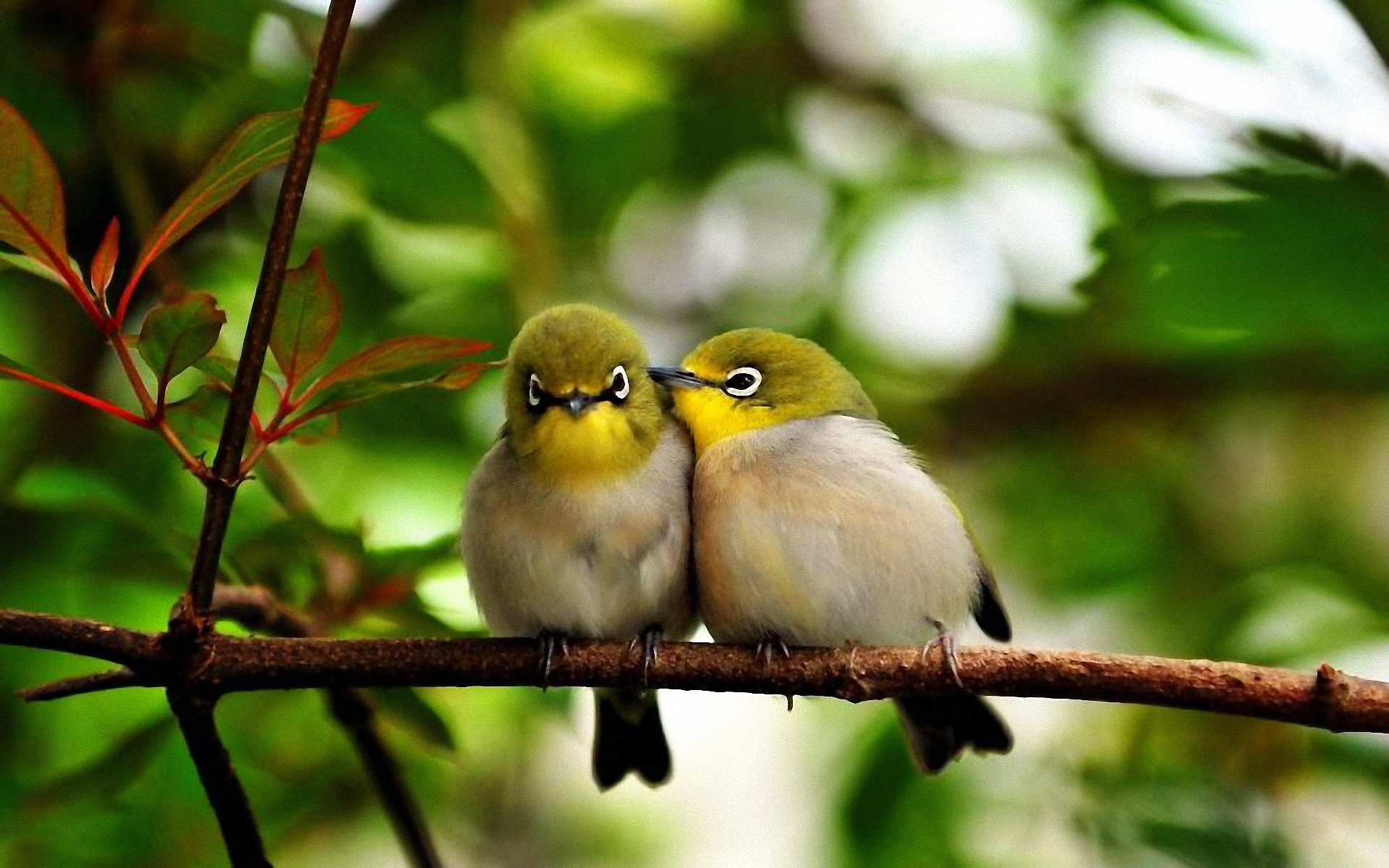 branch, Color, Leaves, Talking, Bird Wallpaper