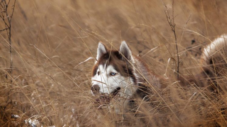 dog, Siberian, Husky HD Wallpaper Desktop Background
