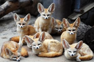 fenech, Fennec, Fox, Eared, Animals, Fox