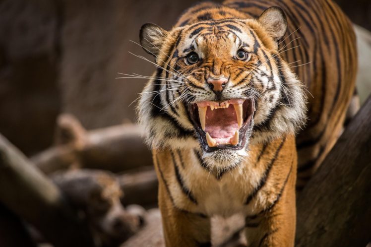 tiger, Growl, Teeth HD Wallpaper Desktop Background