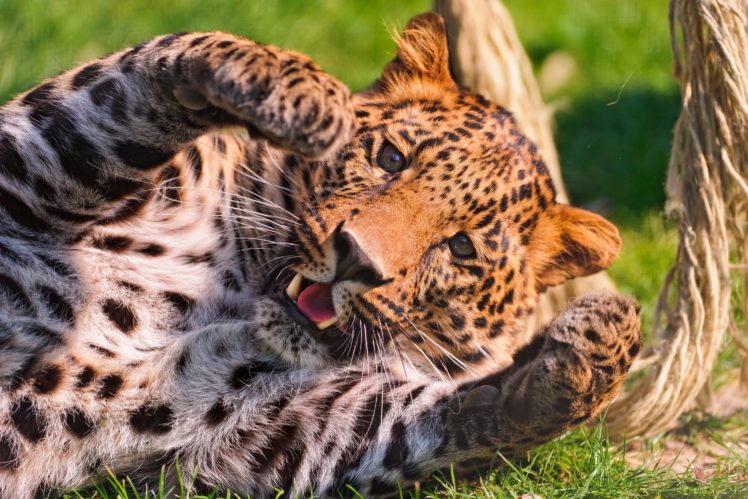 big, Cats, Leopards, Animals, Leopard HD Wallpaper Desktop Background