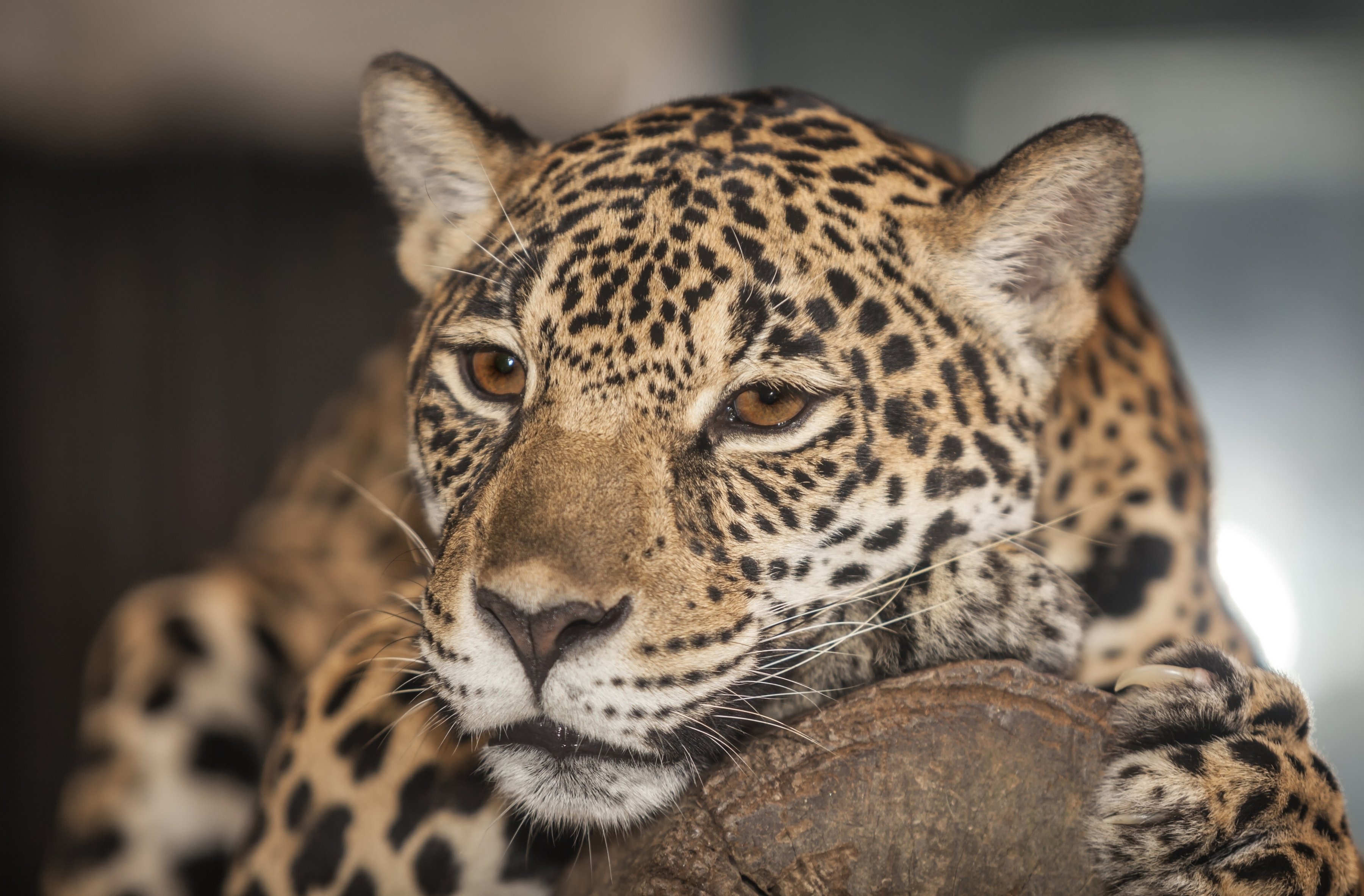 big, Cats, Jaguars, Whiskers, Glance, Animals, Jaguar Wallpapers HD /  Desktop and Mobile Backgrounds