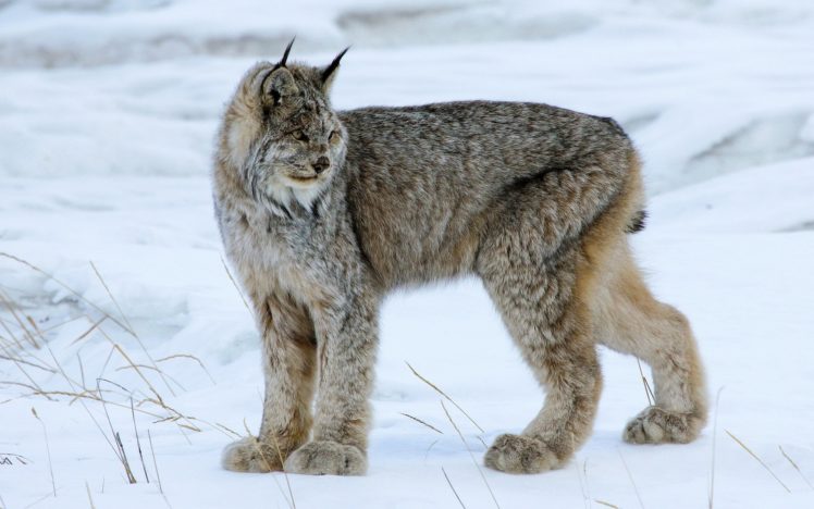 big, Cats, Snow, Lynx, Winter HD Wallpaper Desktop Background