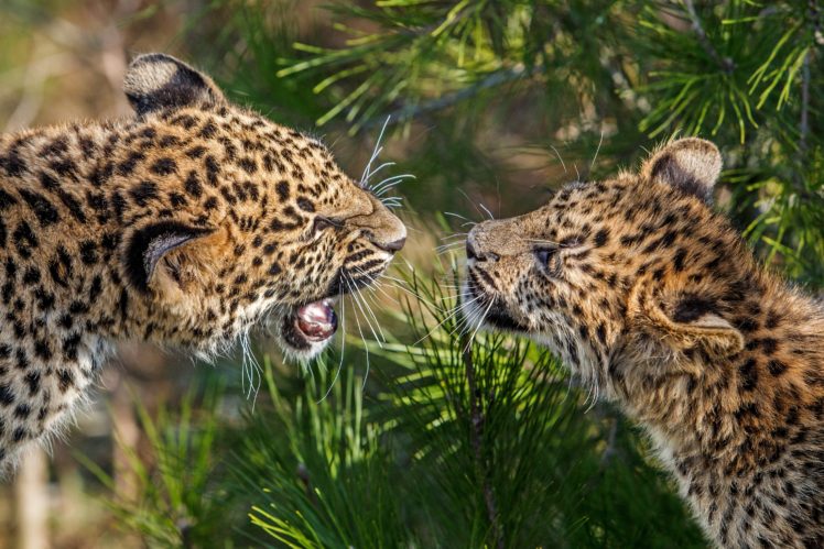 big, Cats, Leopards, Two, Animals, Leopard HD Wallpaper Desktop Background