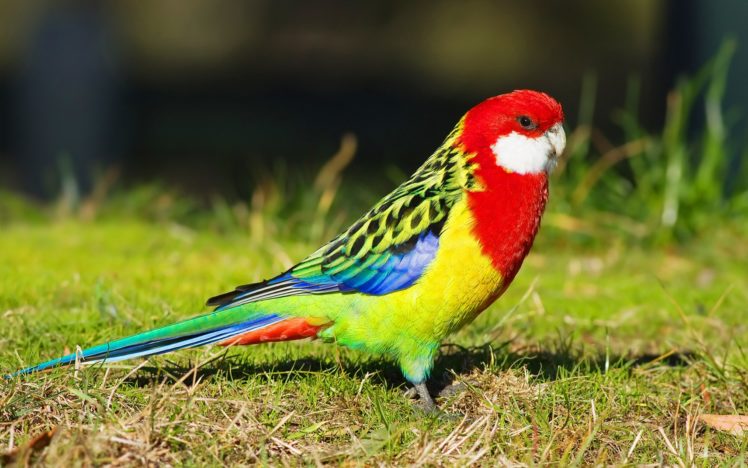 birds, Parrots, Rosella, Animals, Parrot HD Wallpaper Desktop Background