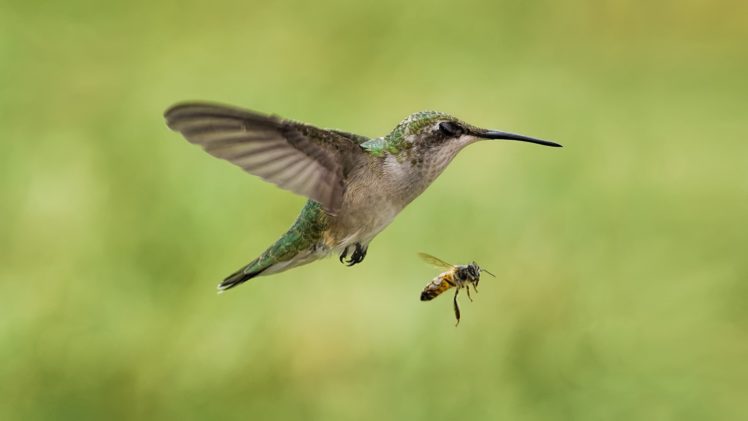 bird, The, Bee, Hummingbird, Insect HD Wallpaper Desktop Background
