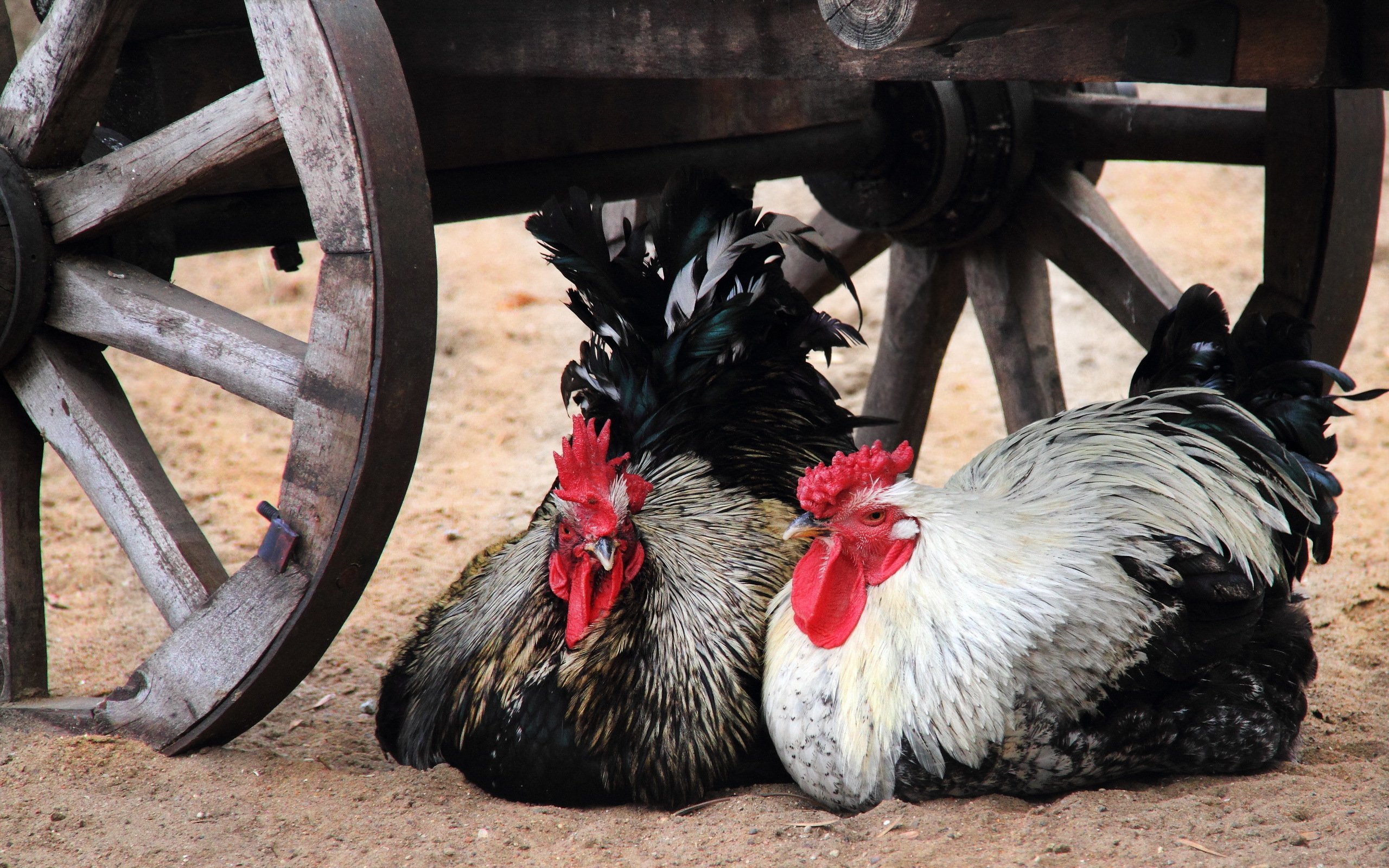 birds, Chicken, Two, Animals Wallpaper