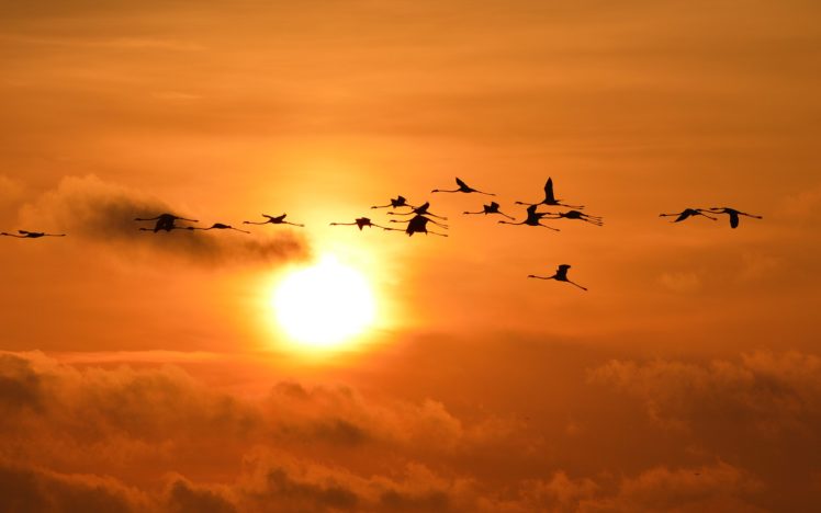 birds, Sunlight HD Wallpaper Desktop Background