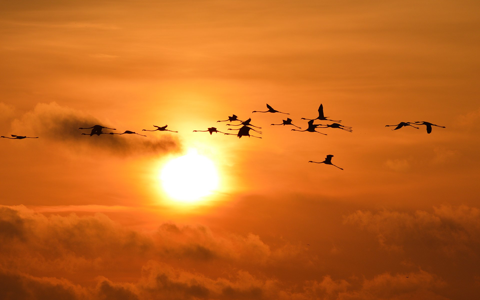 birds, Sunlight Wallpaper
