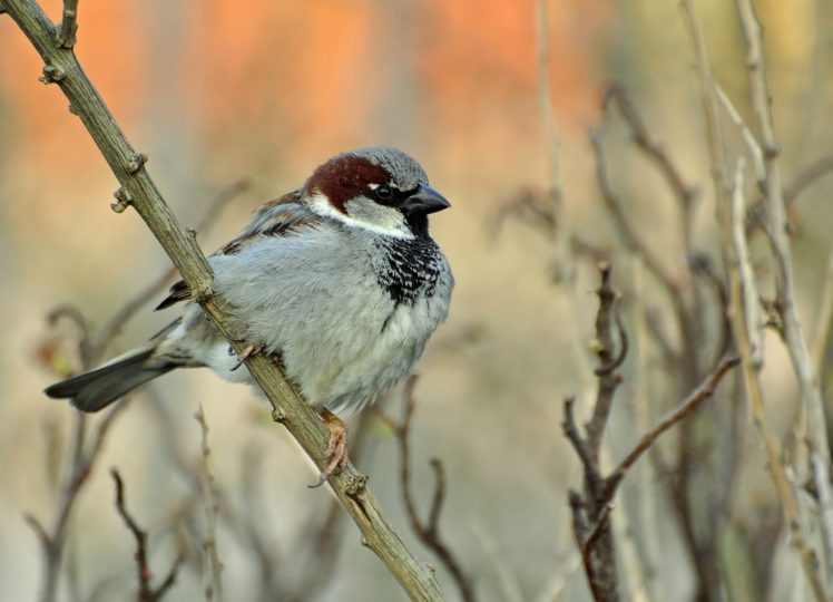 birds, Sparrow, Animals HD Wallpaper Desktop Background