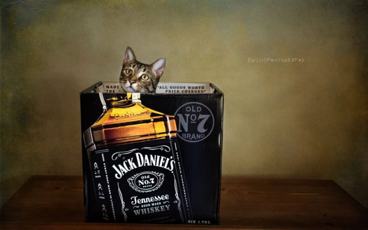 cats, Brands, Jack, Daniels, Box, Bottle, Animals HD Wallpaper Desktop Background