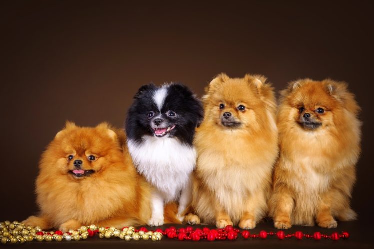 dogs, 4, Spitz, Animals HD Wallpaper Desktop Background