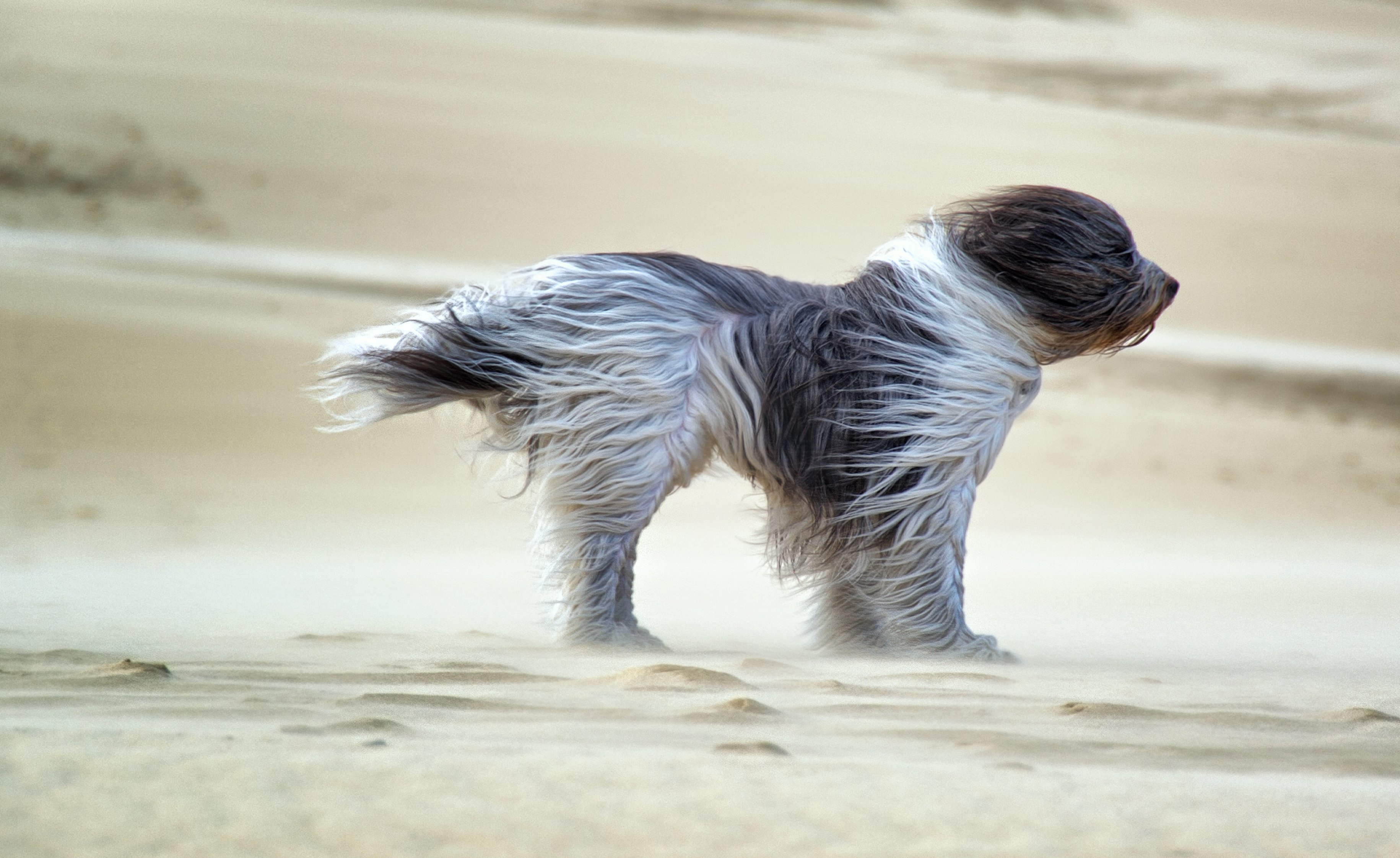 dog, Sands, Wind Wallpaper