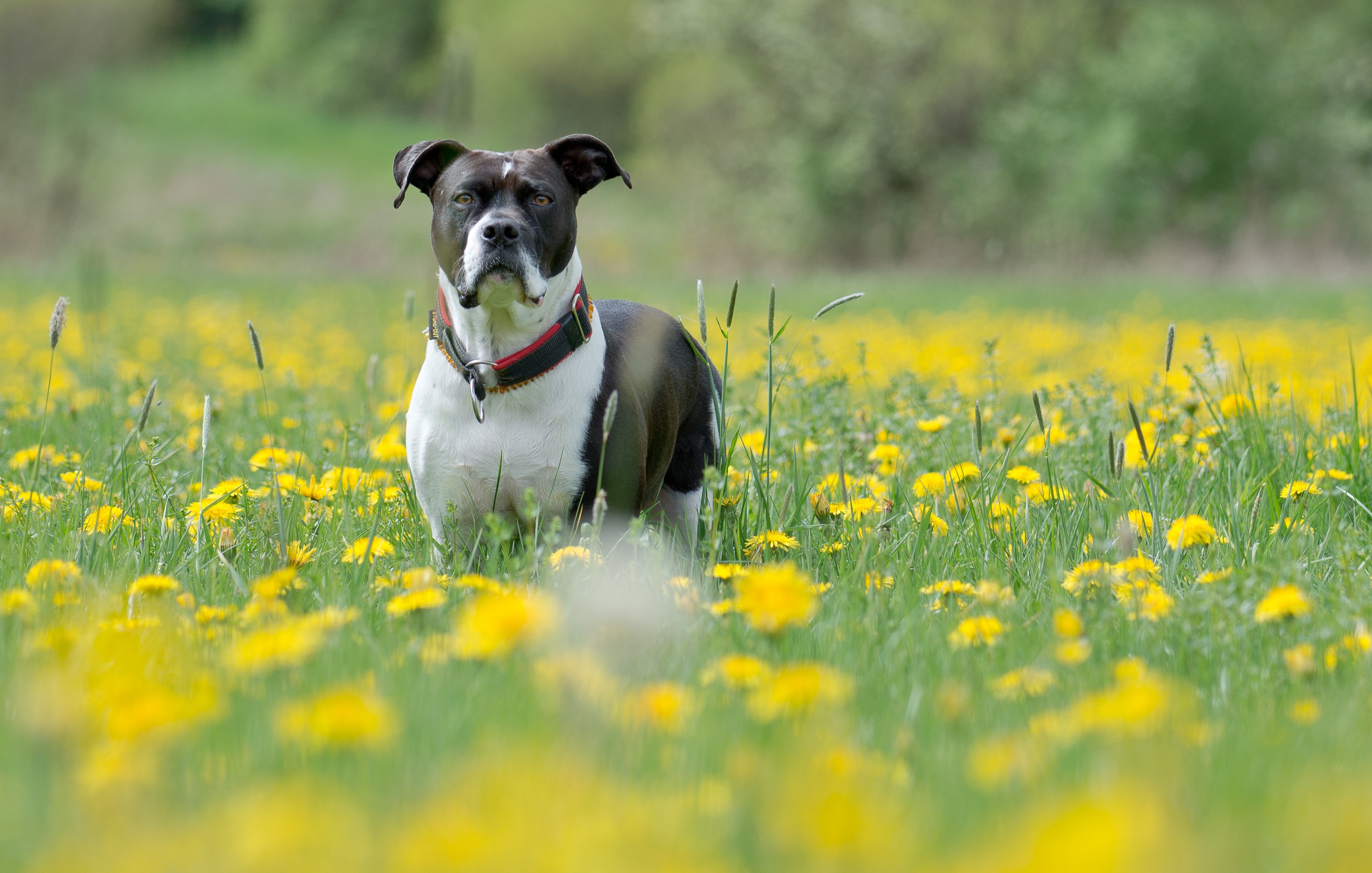 collar, Field, Each Wallpaper
