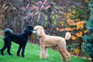 dogs, Poodle, Two, Animals