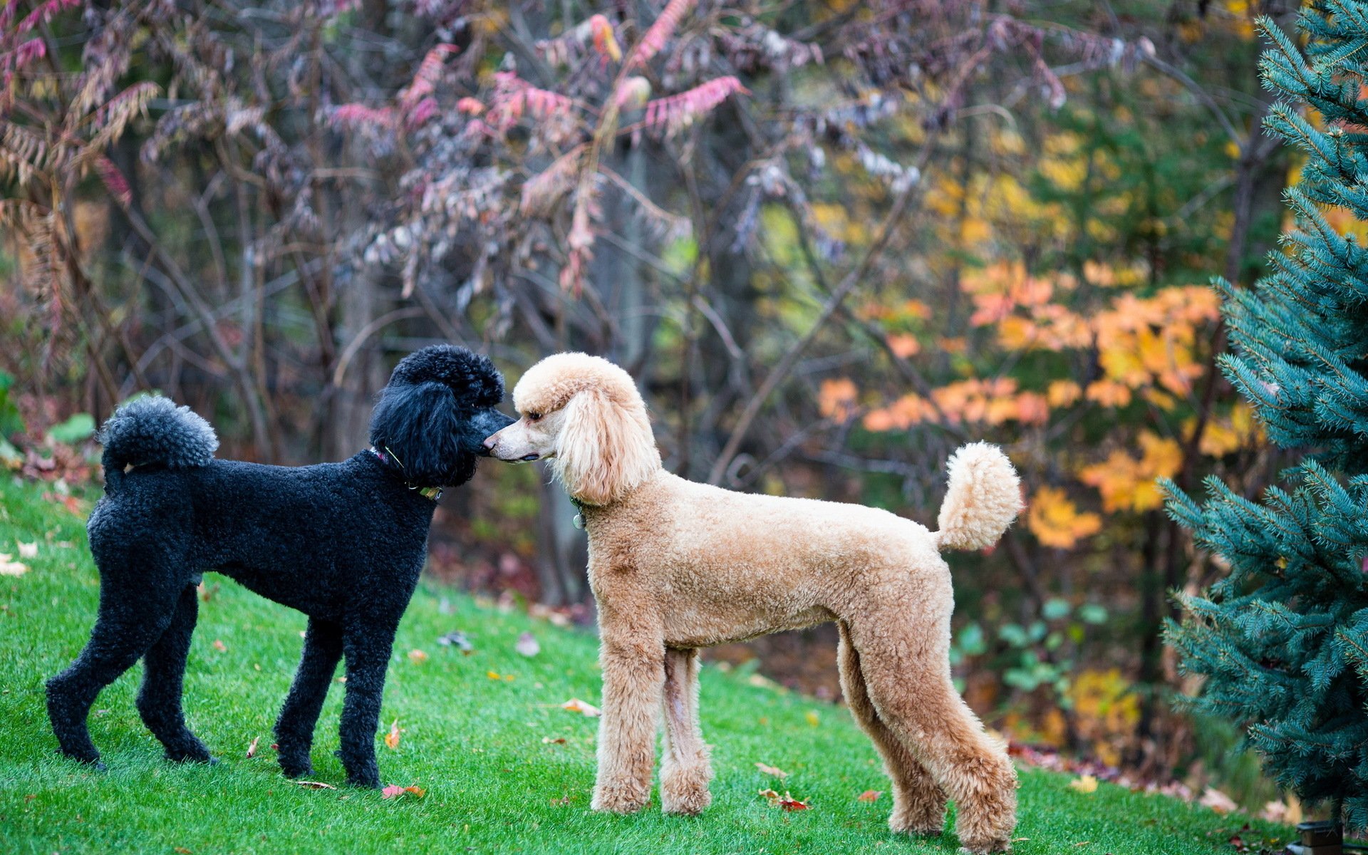 dogs, Poodle, Two, Animals Wallpaper