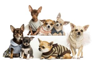 dogs, Many, Chihuahua, Animals