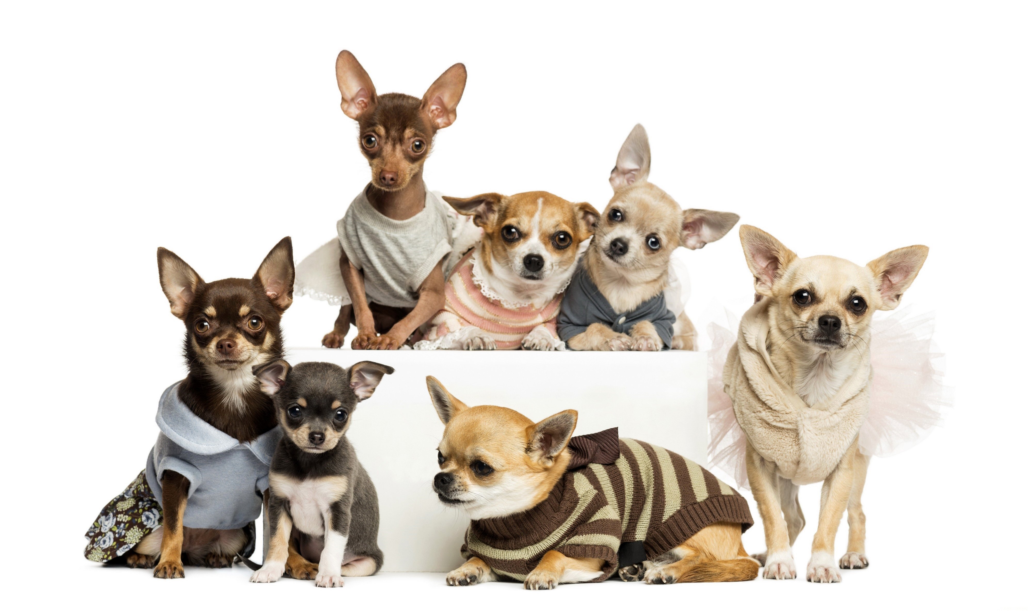 dogs, Many, Chihuahua, Animals Wallpaper