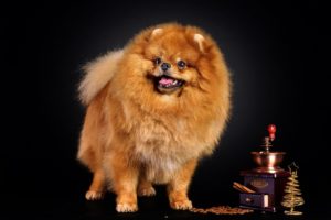 dogs, Coffee, Spitz, Ginger, Color, Animals