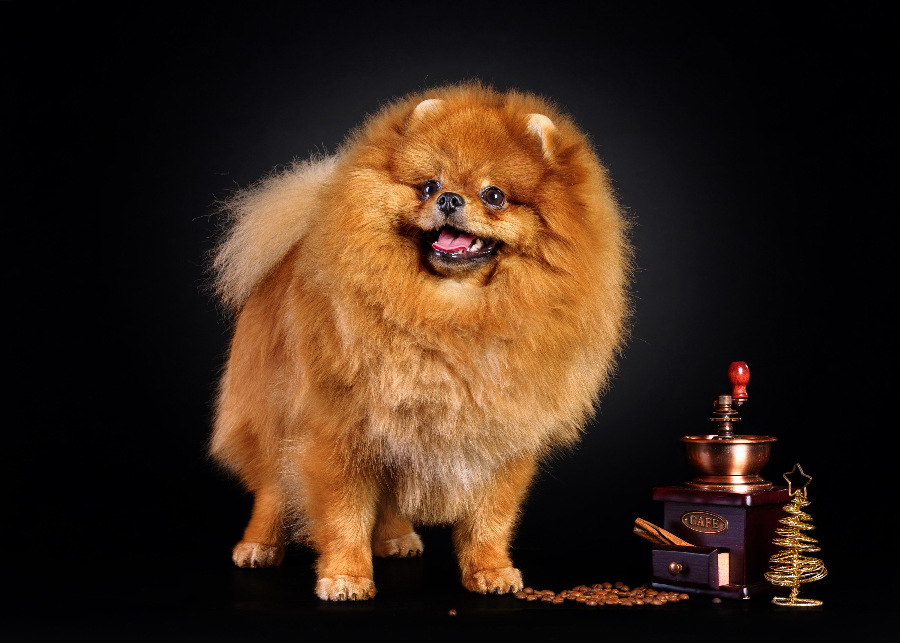 dogs, Coffee, Spitz, Ginger, Color, Animals Wallpaper