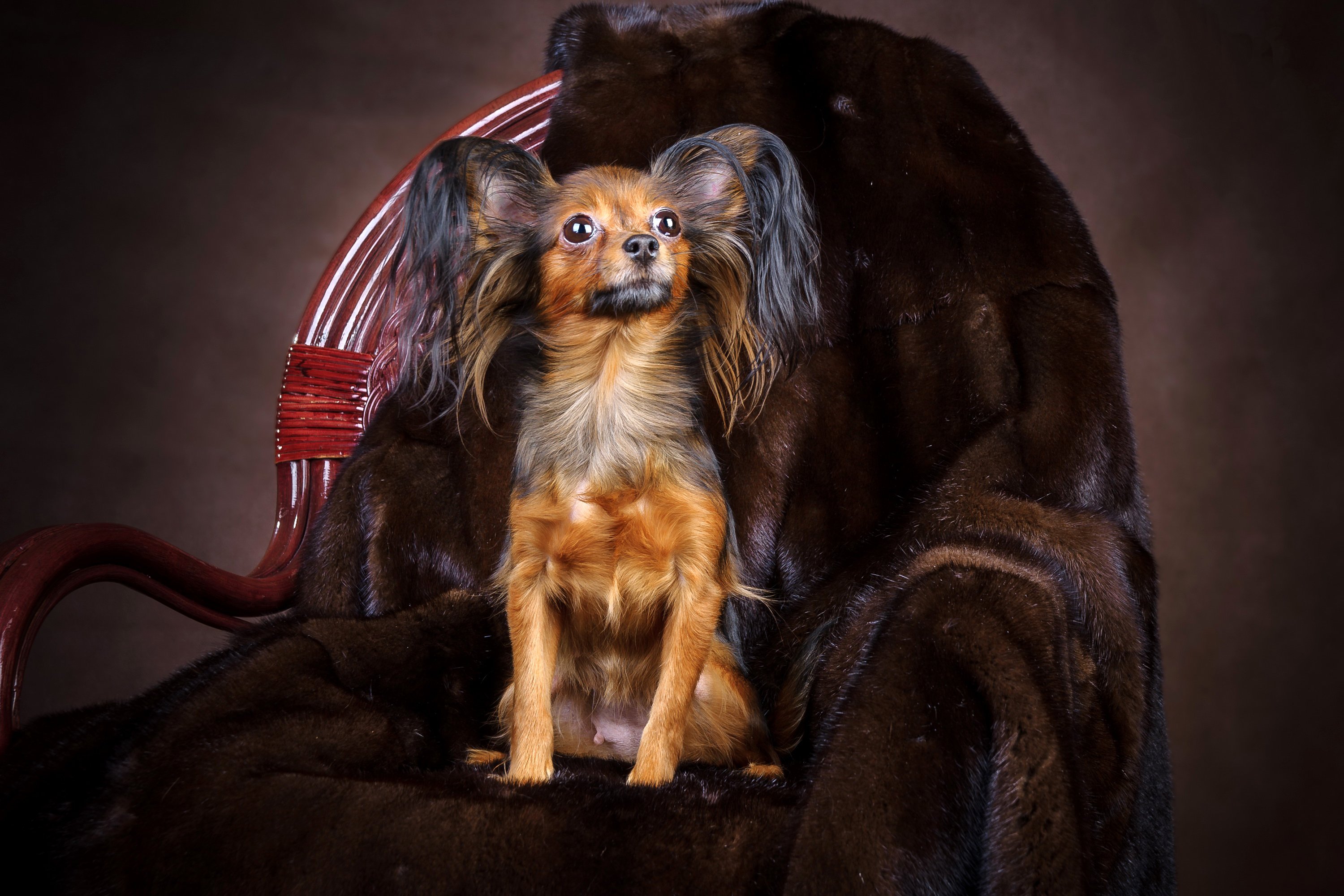 dogs, Russian, Toy, Terrier, Armchair, Animals Wallpaper