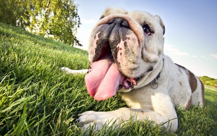 dogs, Snout, Bulldog, Grass, Animals HD Wallpaper Desktop Background