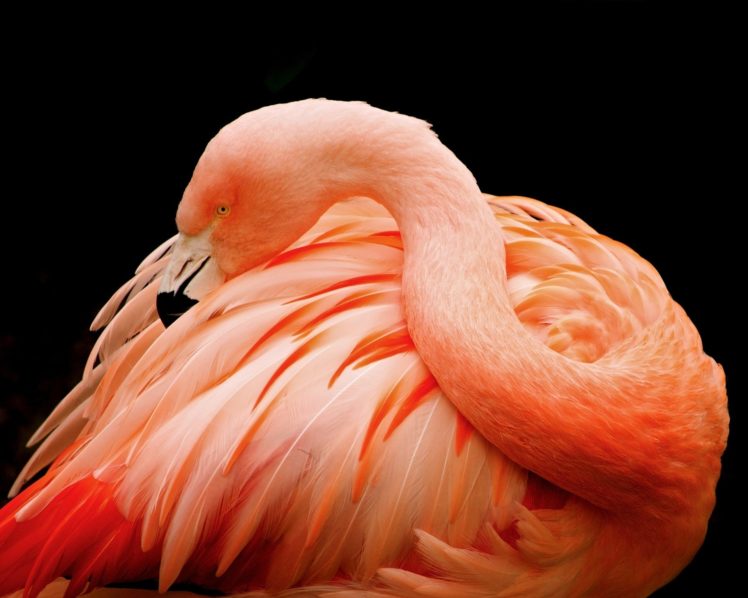 flamingo HD Wallpaper Desktop Background