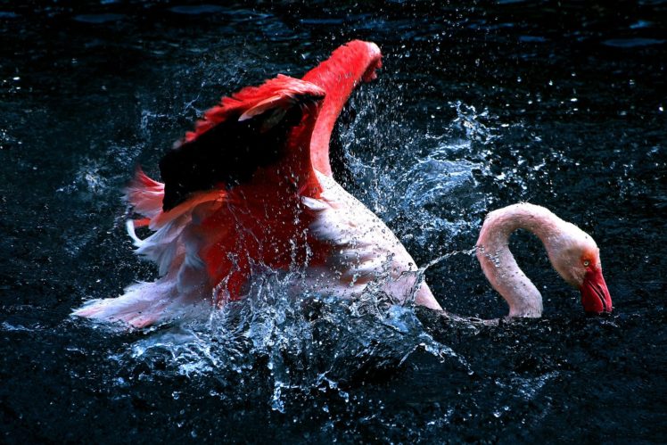 flamingo, Water, Spray, Animals HD Wallpaper Desktop Background