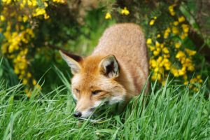 fox, Foxes, Grass, Forest, Animal, Red