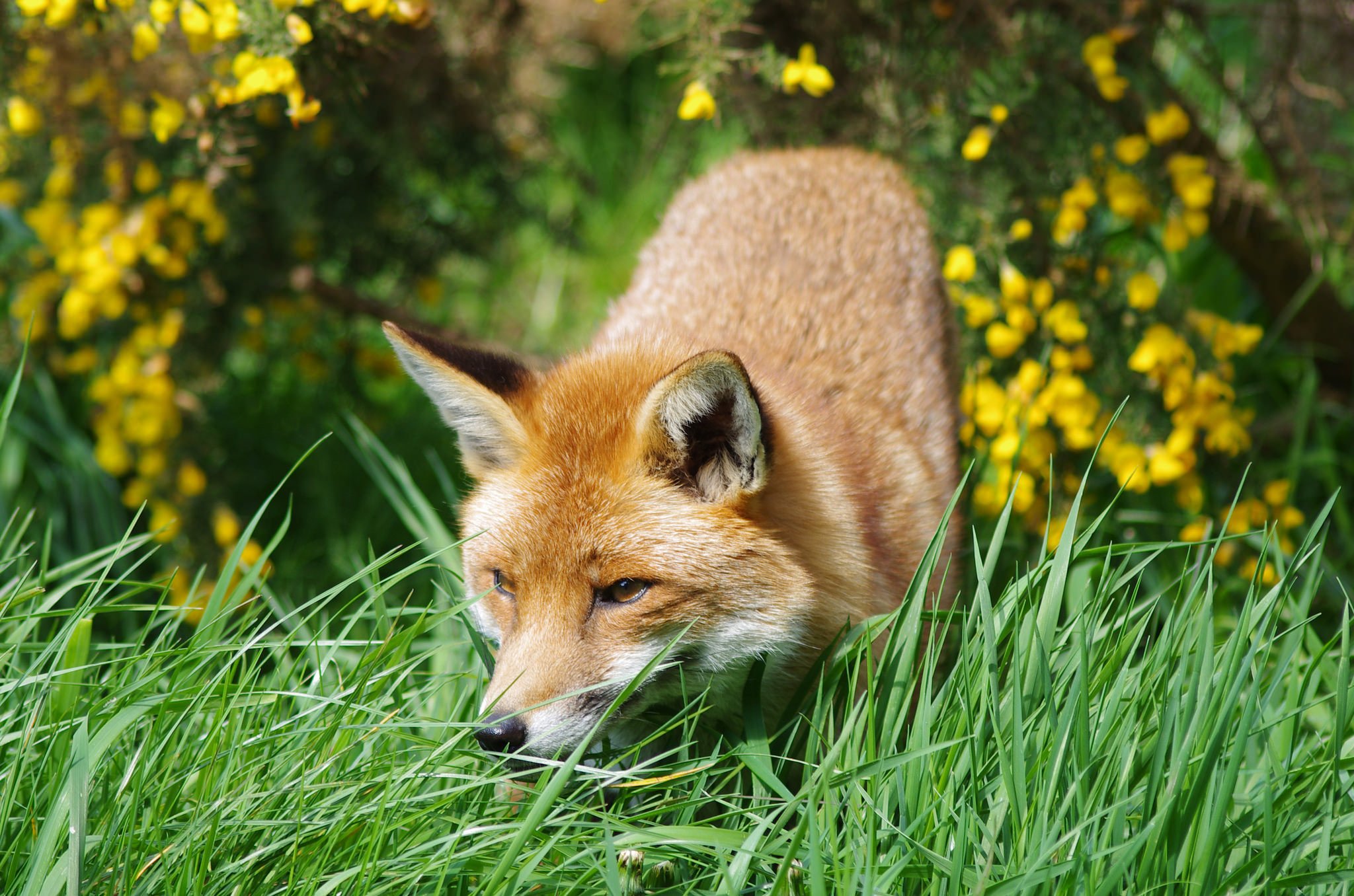 fox, Foxes, Grass, Forest, Animal, Red Wallpaper
